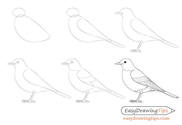 BIRD DRAWING  How to Draw Parrots Love Bird Drawing Easy Bird Pencil  Drawing  YouTube
