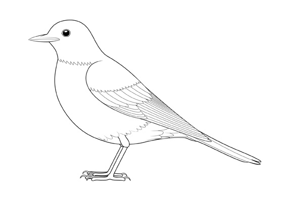 How To Draw A Bird – A Step-by-Step Tutorial – Artlex