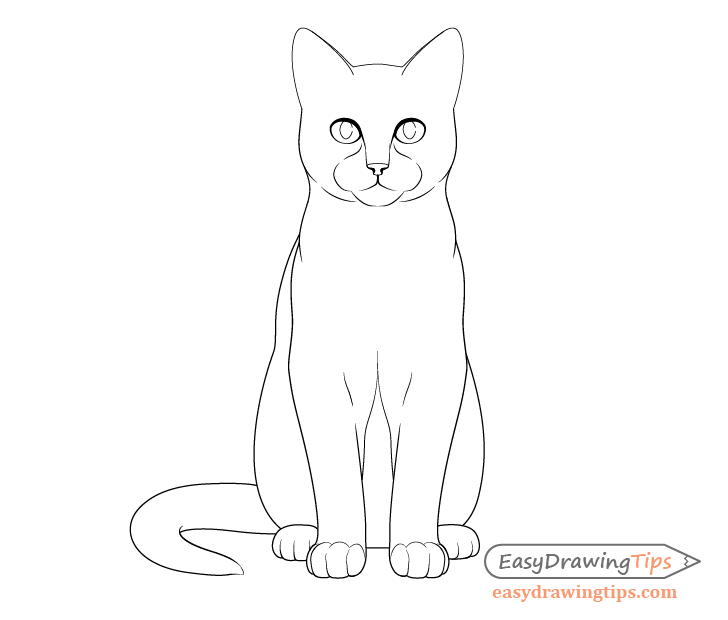 How To Draw A Cat Step By Step From Front View