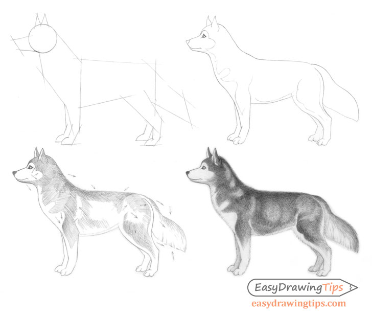 How To Draw A Dog Step By Step EasyDrawingTips