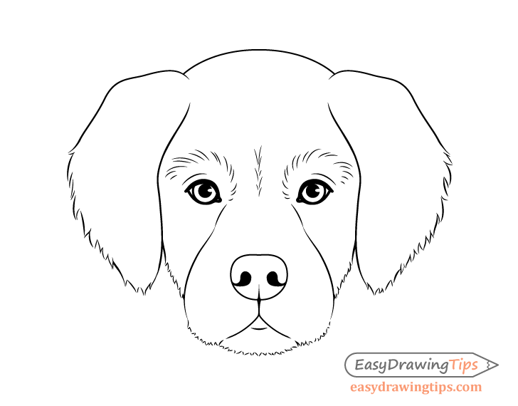 Dog Head Front View Drawing Step by Step - EasyDrawingTips