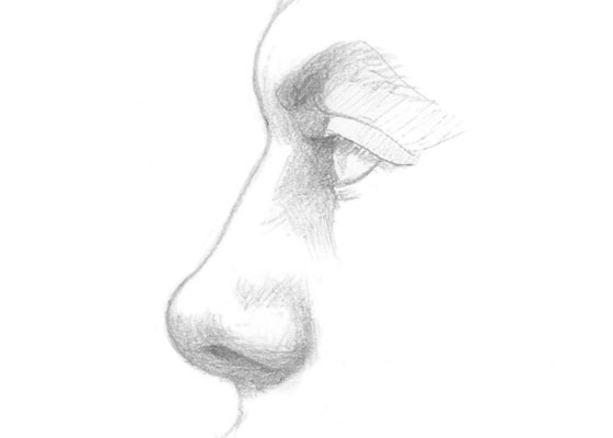 How To Draw Different Types Of Noses