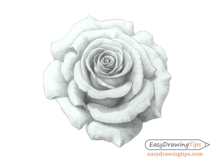Rose pencil shaded drawing