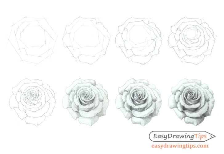 Rose Flower sketch design – Designsketch.in