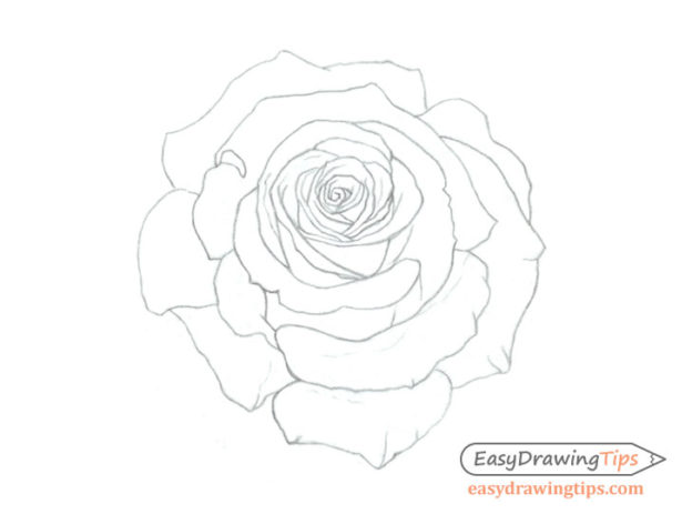 How to Draw a Rose Step by Step Tutorial - EasyDrawingTips