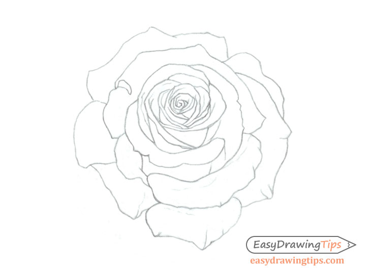 How To Draw A Rose Step By Step Tutorial Easydrawingtips