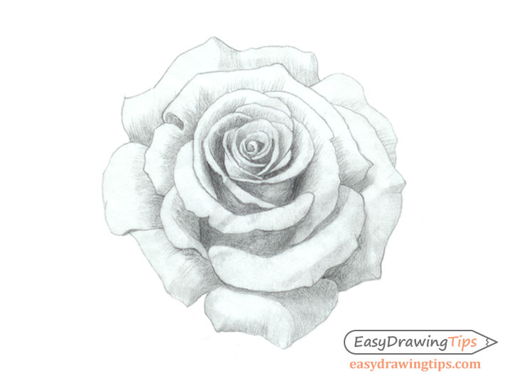 Rose drawing refined shading