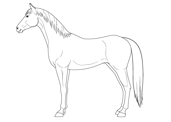 Simple Horse Sketch