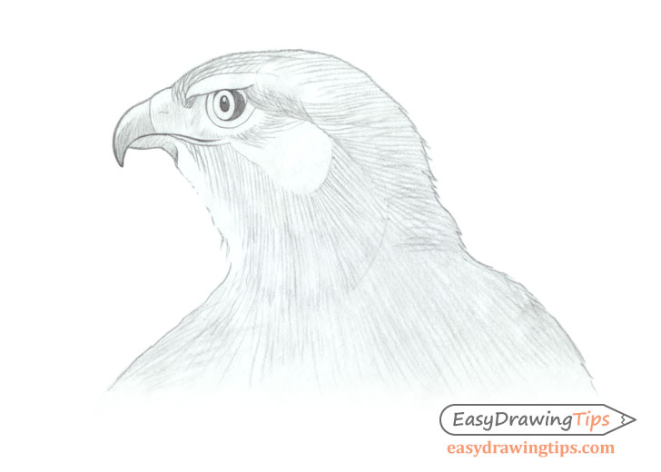 Cartoon Hawk Coloring Page | Easy Drawing Guides