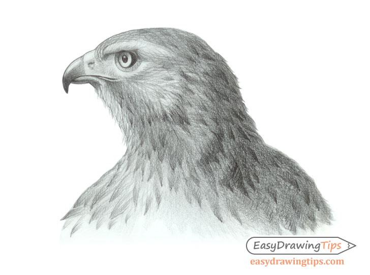 Hawk head drawing side view