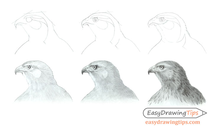 Hawk head drawing step by step side view