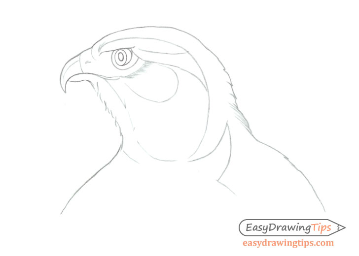 Hawk head details drawing and shading