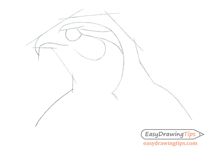 Hawk head proportions drawing