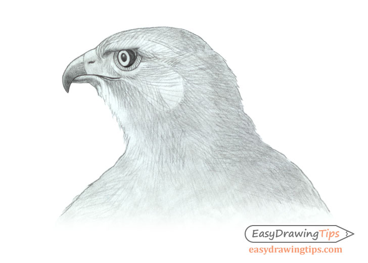 How To Draw A Hawk Hubbard Whationam
