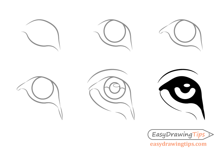 Lion eye drawing step by step