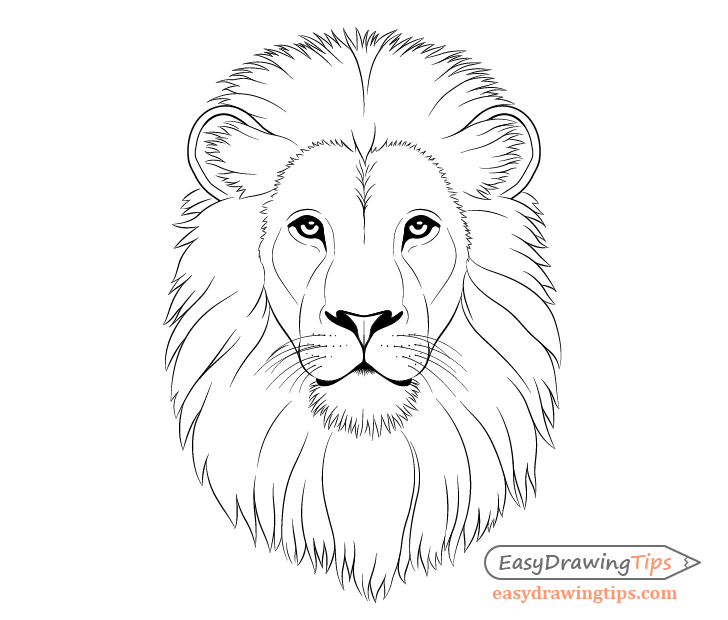 How to Draw Lion Face & Head Step by Step EasyDrawingTips