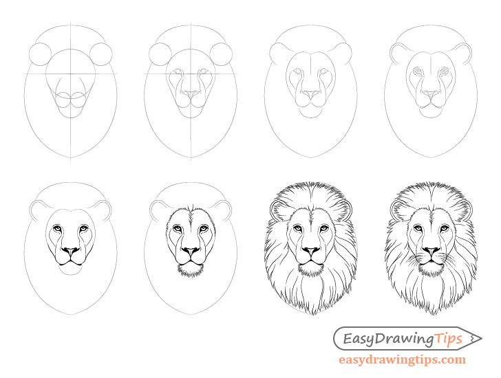 How To Sketch A Lion Head, Male Lion, Step by Step, Drawing Guide, by JTM93  - DragoArt