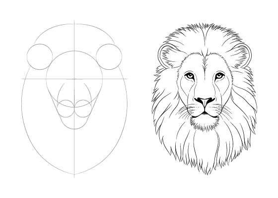 Lion  Drawing Skill