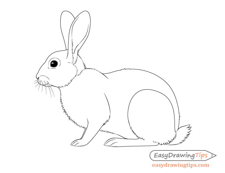 how to draw a realistic rabbit step by step