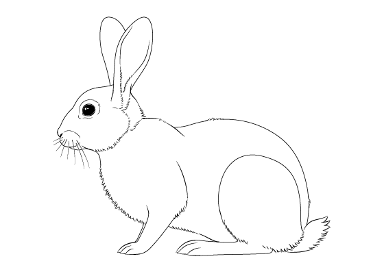 how to draw a rabbit easy
