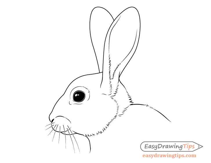 The Rabbits Head Full Face Symmetrical Sketch Vector Stock Vector   Illustration of print nature 92775485