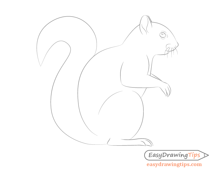 Squirrel details drawing side view