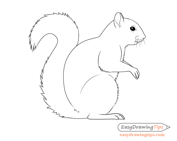 squirrel drawing pictures
