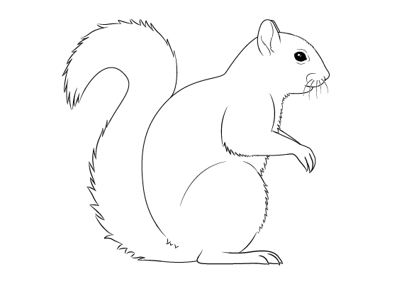 squirrel drawing outline
