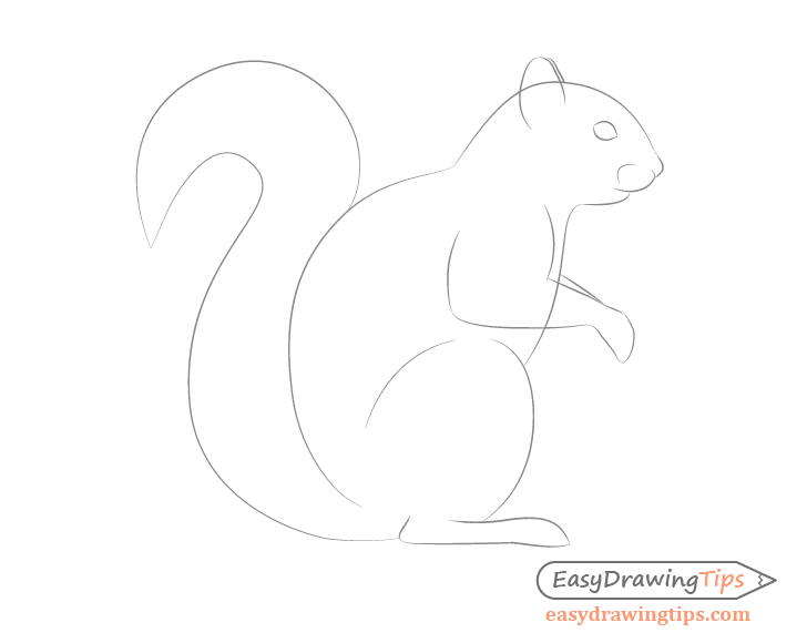 Squirrel facial features drawing side view