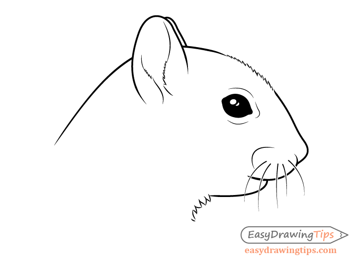 Squirrel head drawing side view