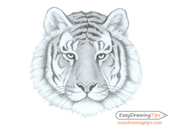 how to draw a realistic tiger for kids