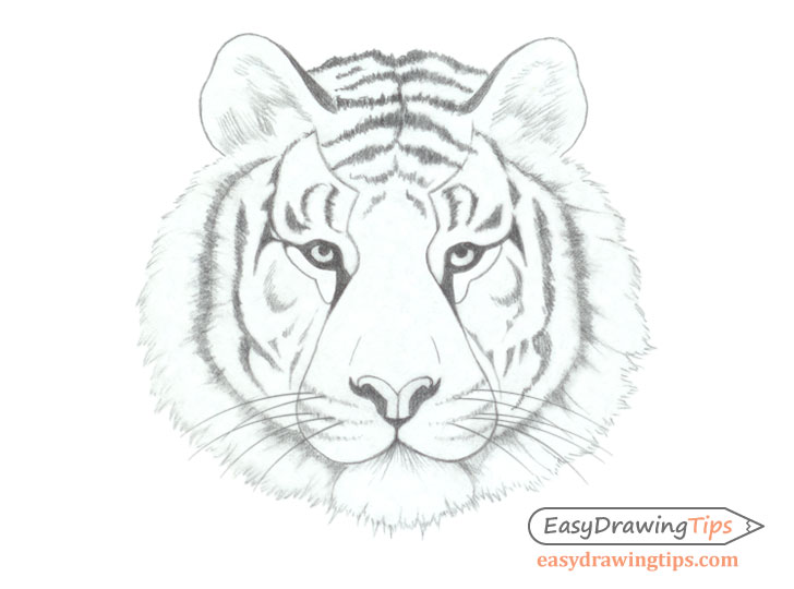 tiger face drawing basic shading