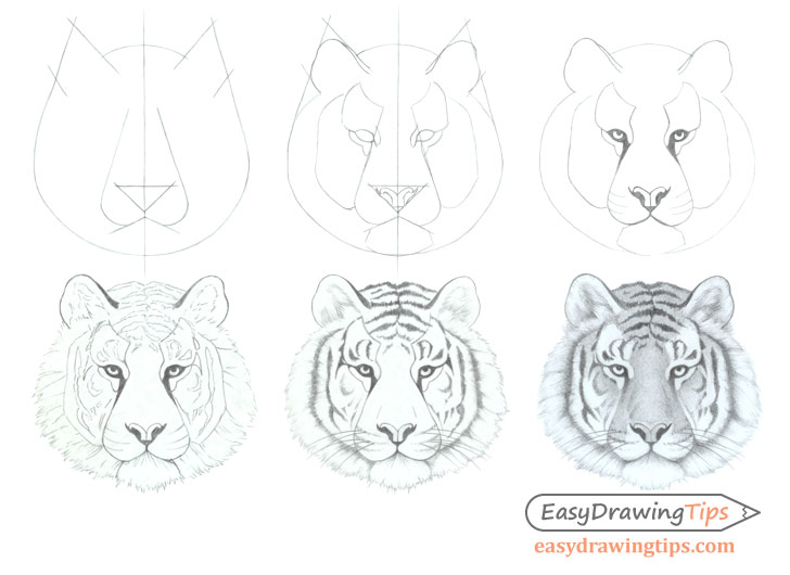 How to Draw a Tiger Face & Head Step by Step EasyDrawingTips