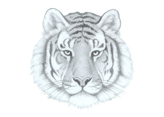 how to draw a tiger head side view