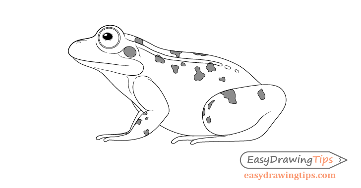 How To Draw A Simple Frog Step by Step Drawing Guide by Dawn  DragoArt