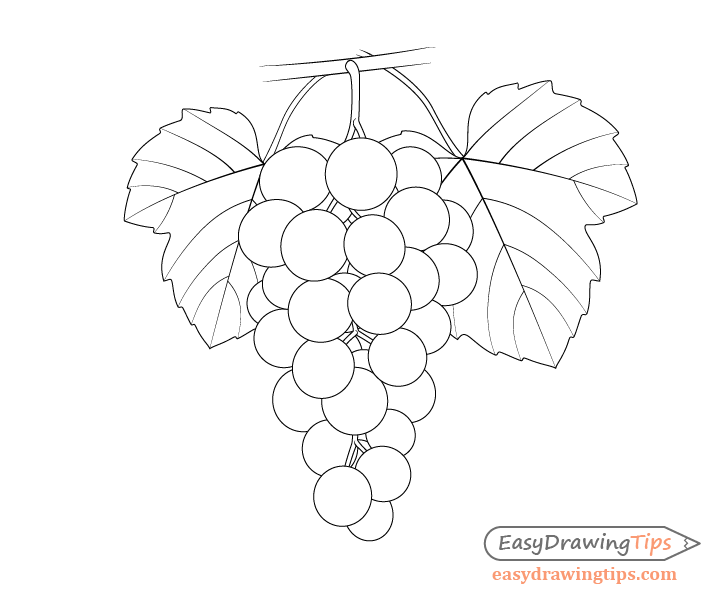 Grapes bunch isolated sketch drawing berries Vector Image