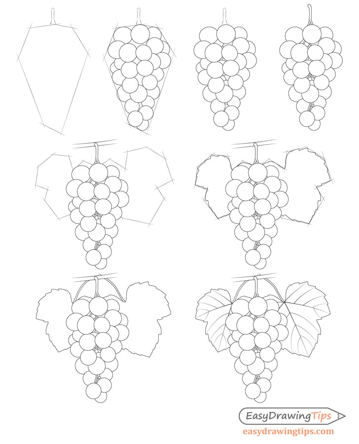 Decorative Stylized pen and ink style Grapevine with Grape bunch and... | Vine  drawing, Grape drawing, Grape vines
