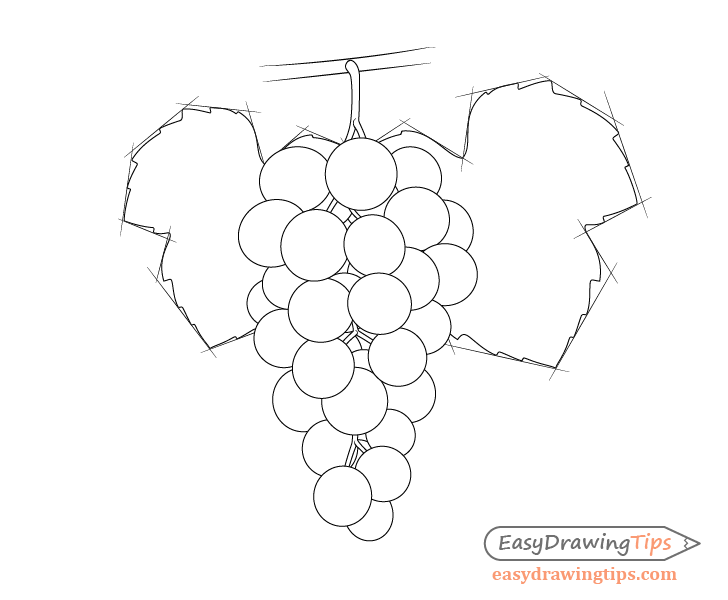 Grapes Simple Drawing How To Draw Grapes - skaterhoodies
