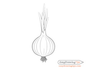 How To Draw An Onion Step By Step Tutorial - EasyDrawingTips