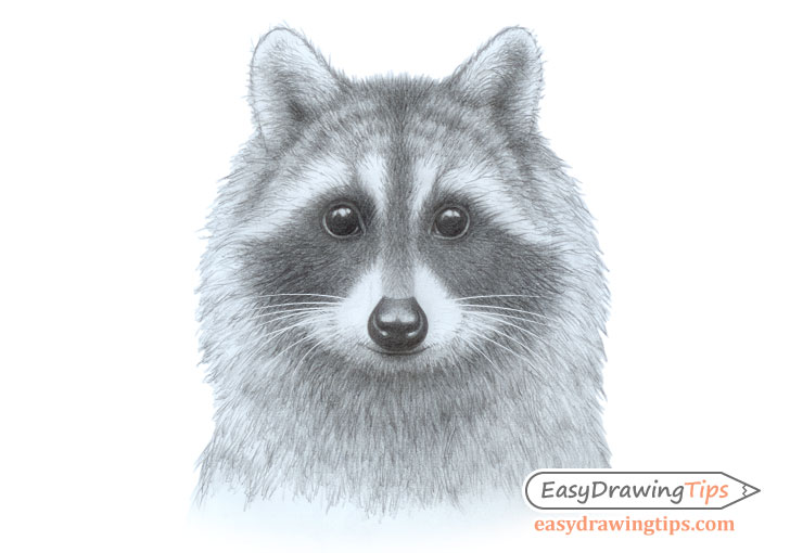 How to Draw a Raccoon Face Step by Step EasyDrawingTips