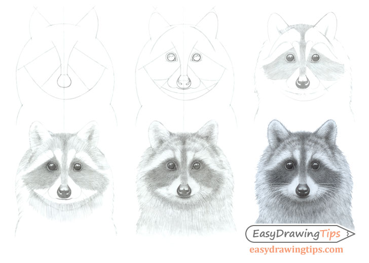 How to Draw a Raccoon Face Step by Step EasyDrawingTips