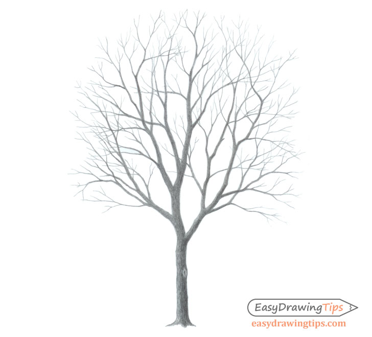 Premium Vector  Tree without leaves