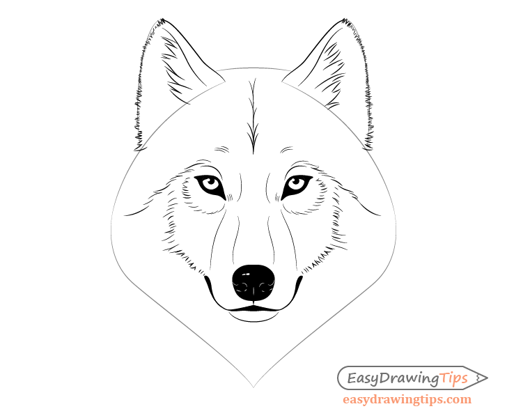 Line Drawing Wolf Head PNG Images  PSD Free Download  Pikbest