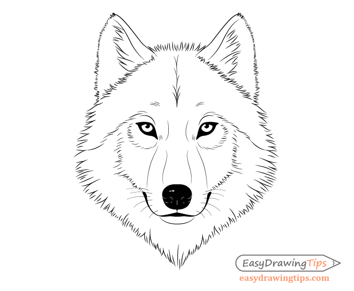 How to Draw a Wolf Face & Head Step by Step - EasyDrawingTips