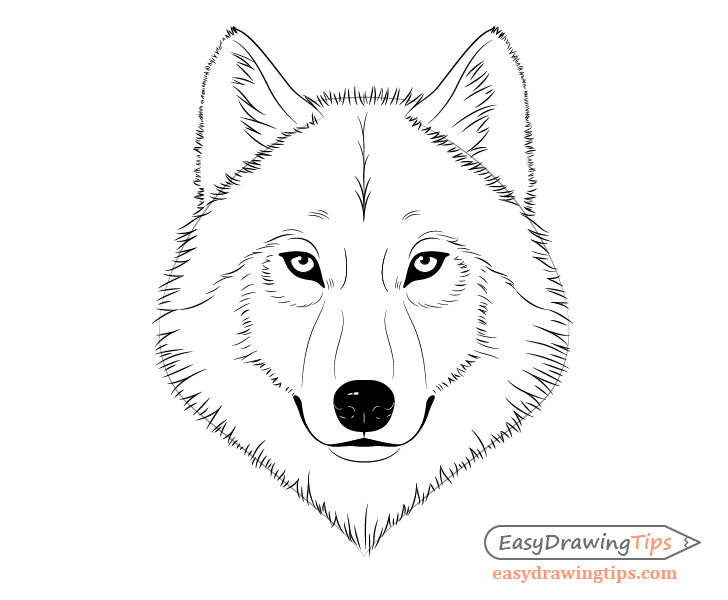 how to draw a wolf face head step by step easydrawingtips to draw a wolf face head step by step