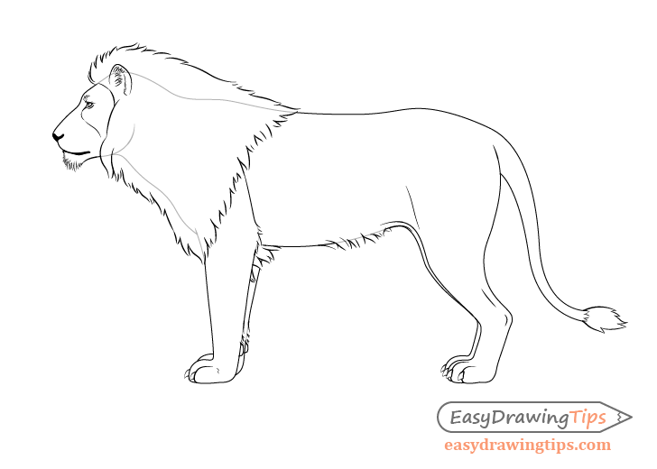 How to Draw a Lion Full Body Step by Step EasyDrawingTips
