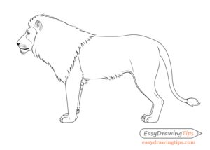 How to Draw a Lion Full Body Step by Step - EasyDrawingTips