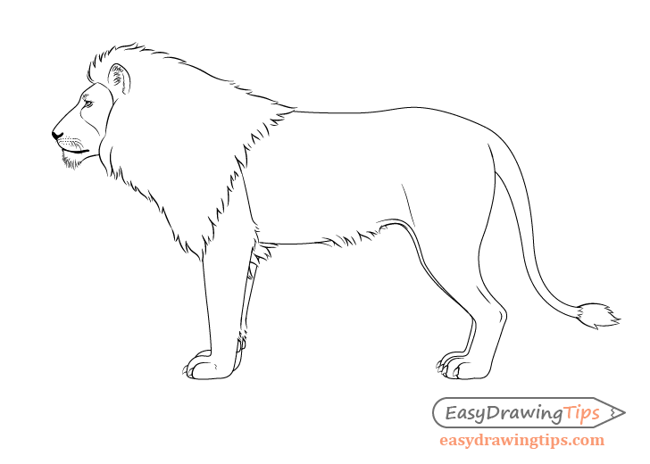 How to Draw a Lion Full Body Step by Step  EasyDrawingTips