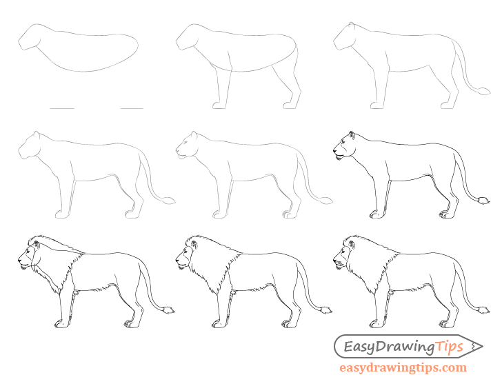 How to Draw a Lion Full Body Step by Step - EasyDrawingTips