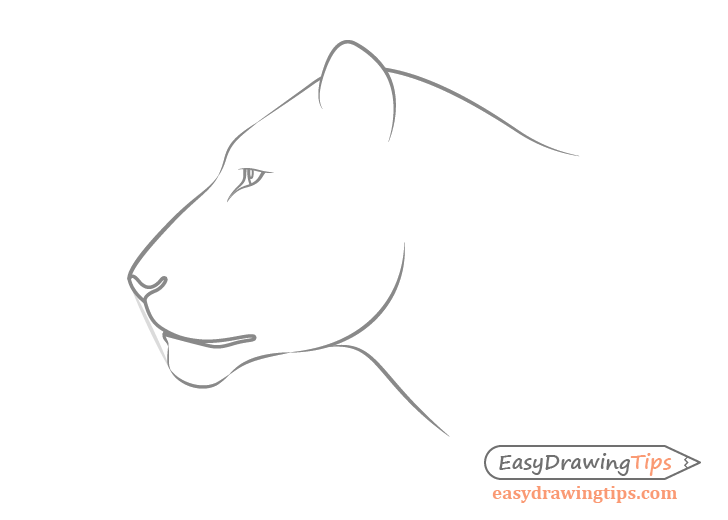 how to draw a realistic lion step by step